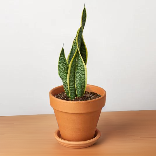 Snake Plant Laurentii