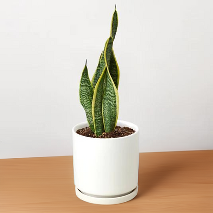 Snake Plant Laurentii