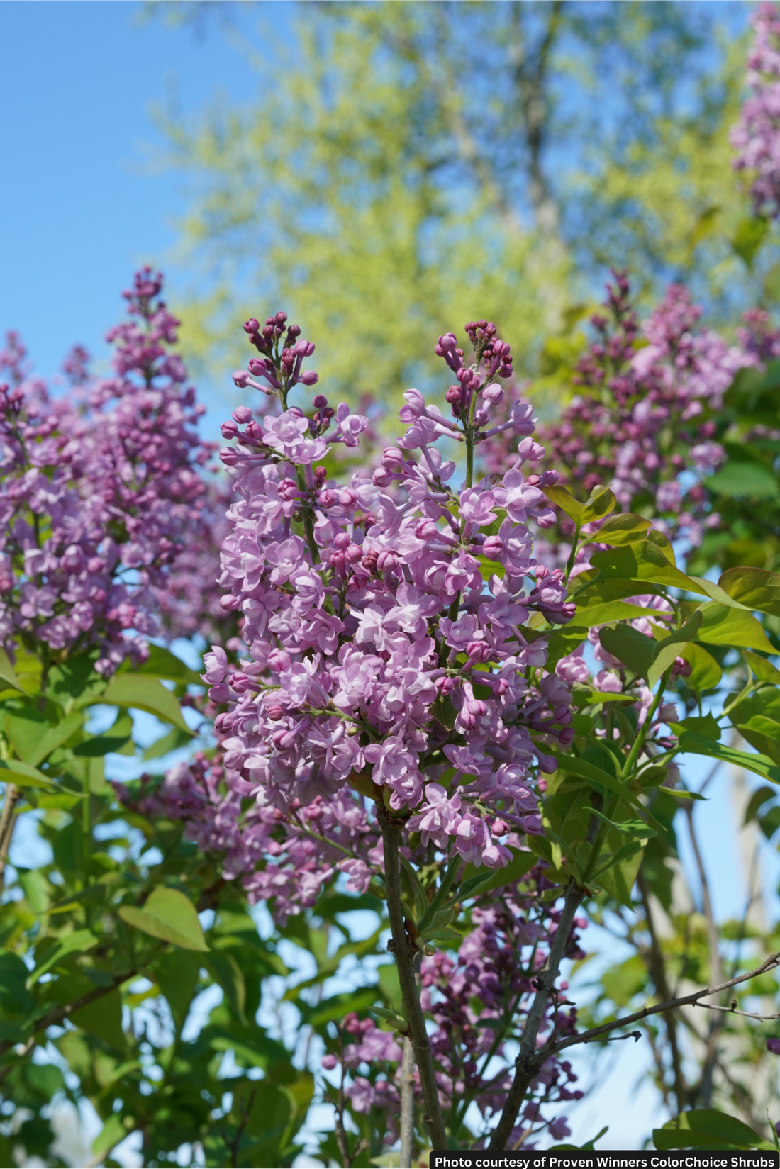 SYRINGA X &