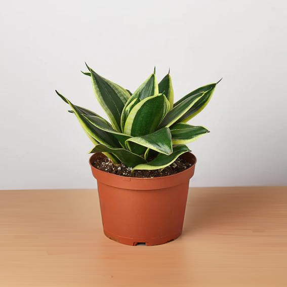 Snake Plant Black Gold