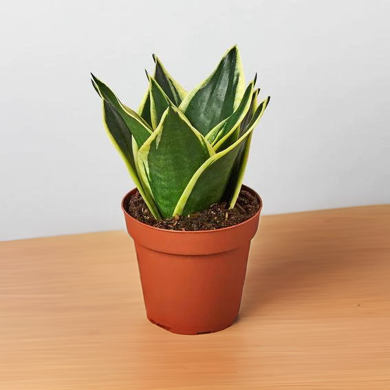 Snake Plant Black Gold