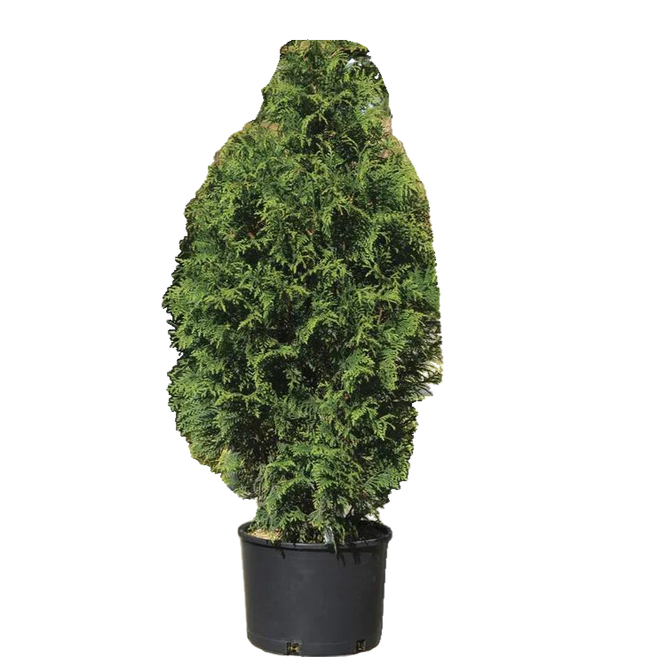 THUJA X. &