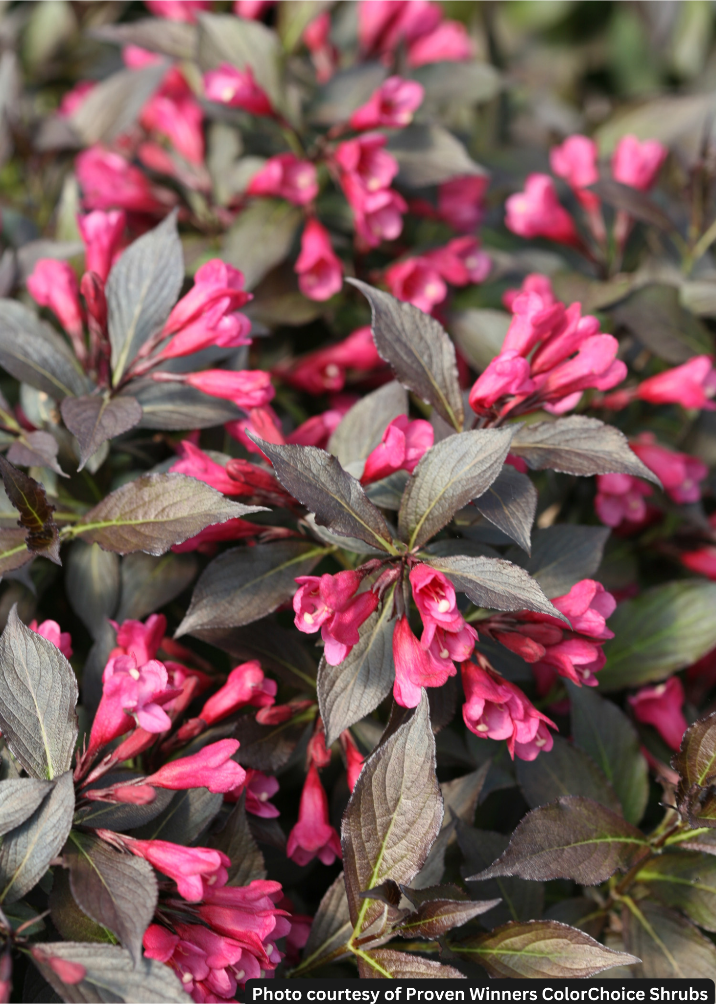 WEIGELA &