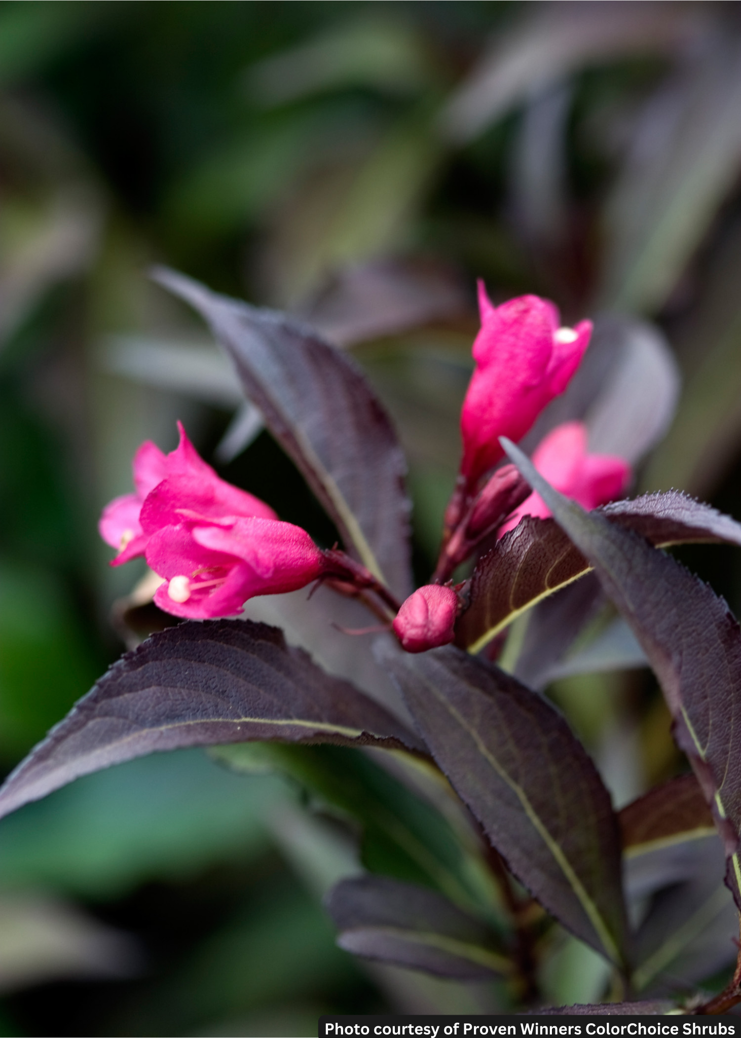 WEIGELA &