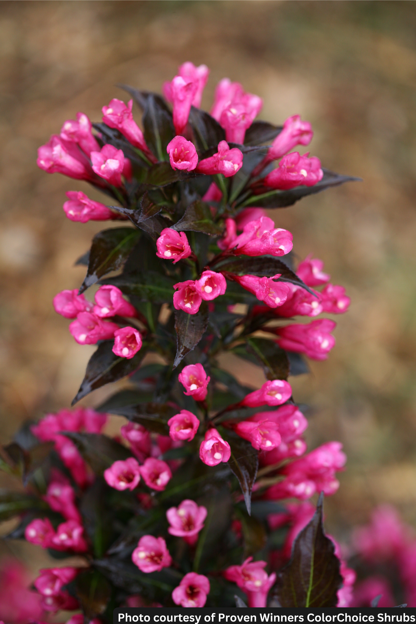 WEIGELA &