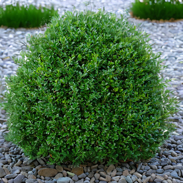 BUXUS S. &