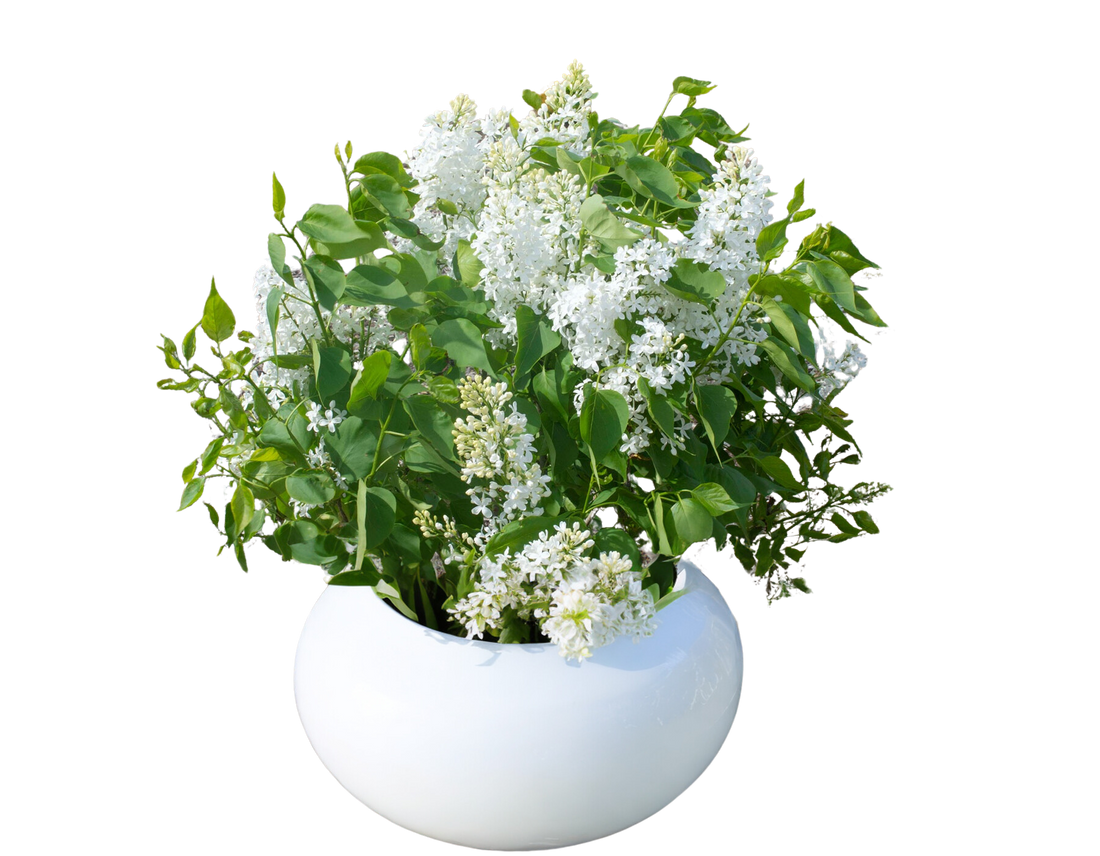 SYRINGA NEW AGE WHITE