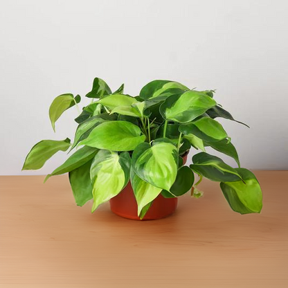 Philodendron &