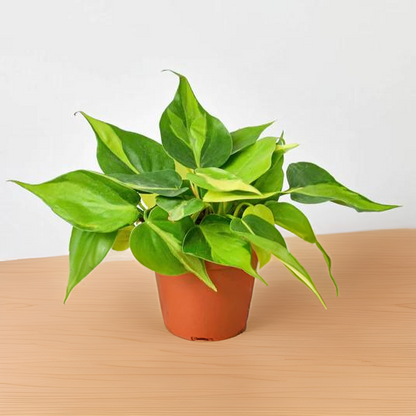 Philodendron &