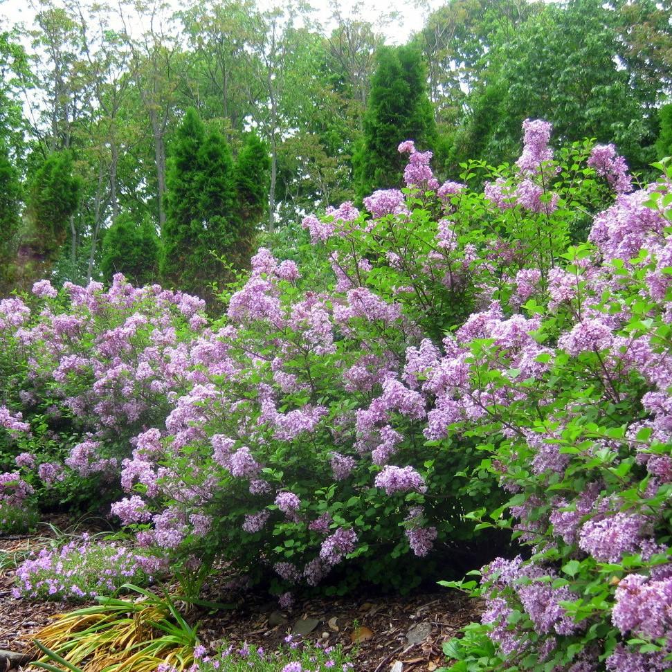 SYRINGA PATULA &