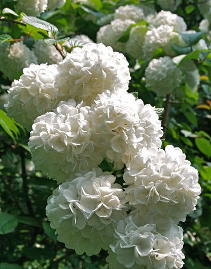 Japanese Snowball Viburnum, Gorgeous Big Pure White Blooms.
