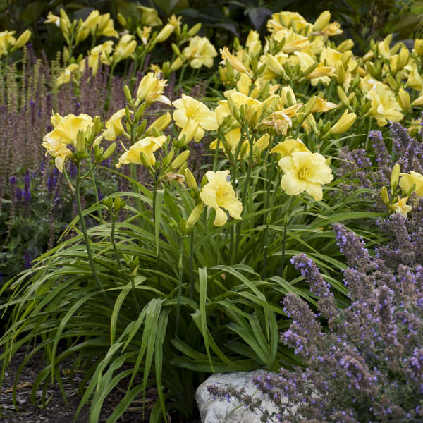 1 Gallon Pot: Hemerocallis Rainbow Rhythm &