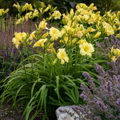 1 Gallon Pot: Hemerocallis Rainbow Rhythm &