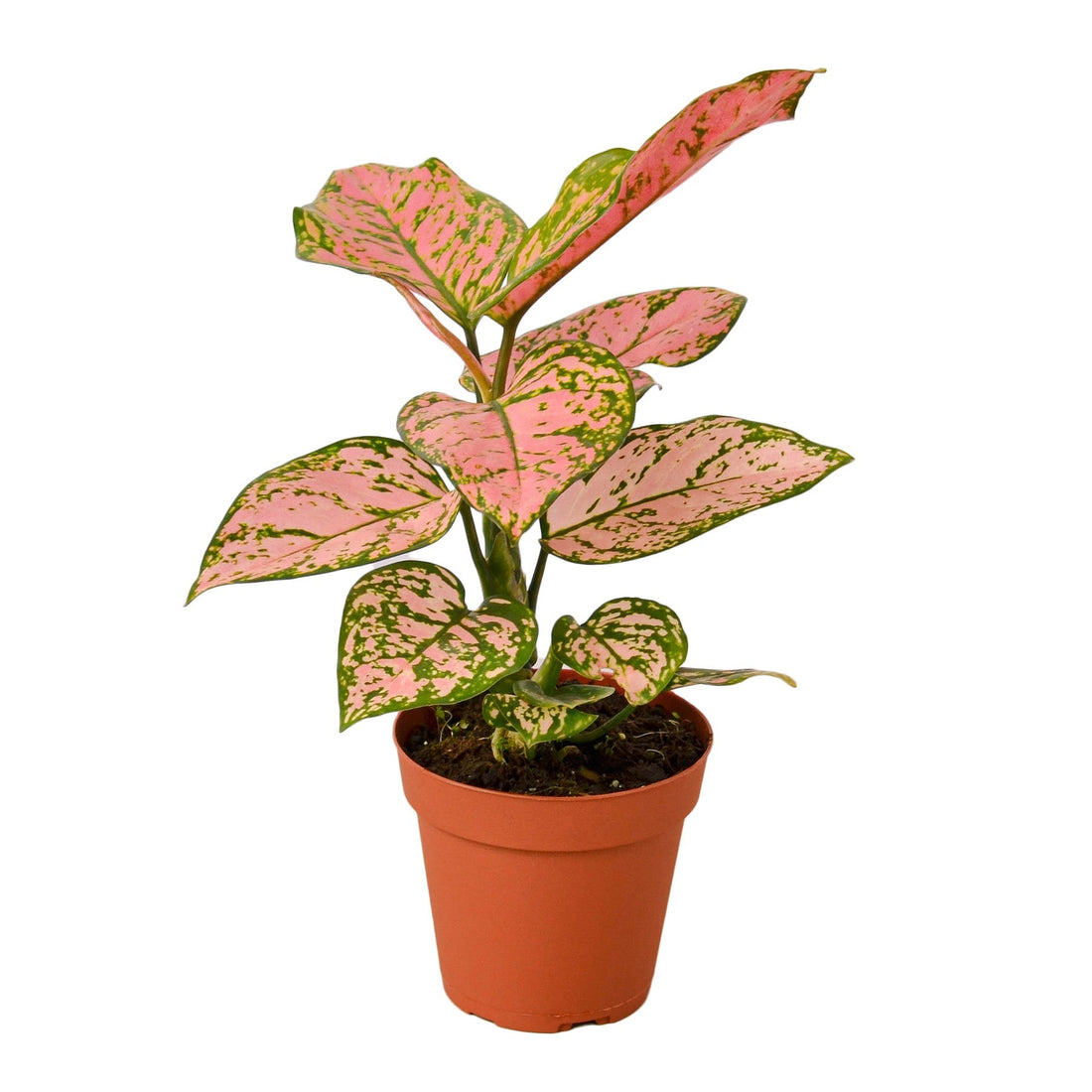 Chinese Evergreen &