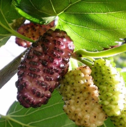 Russian Mulberry
