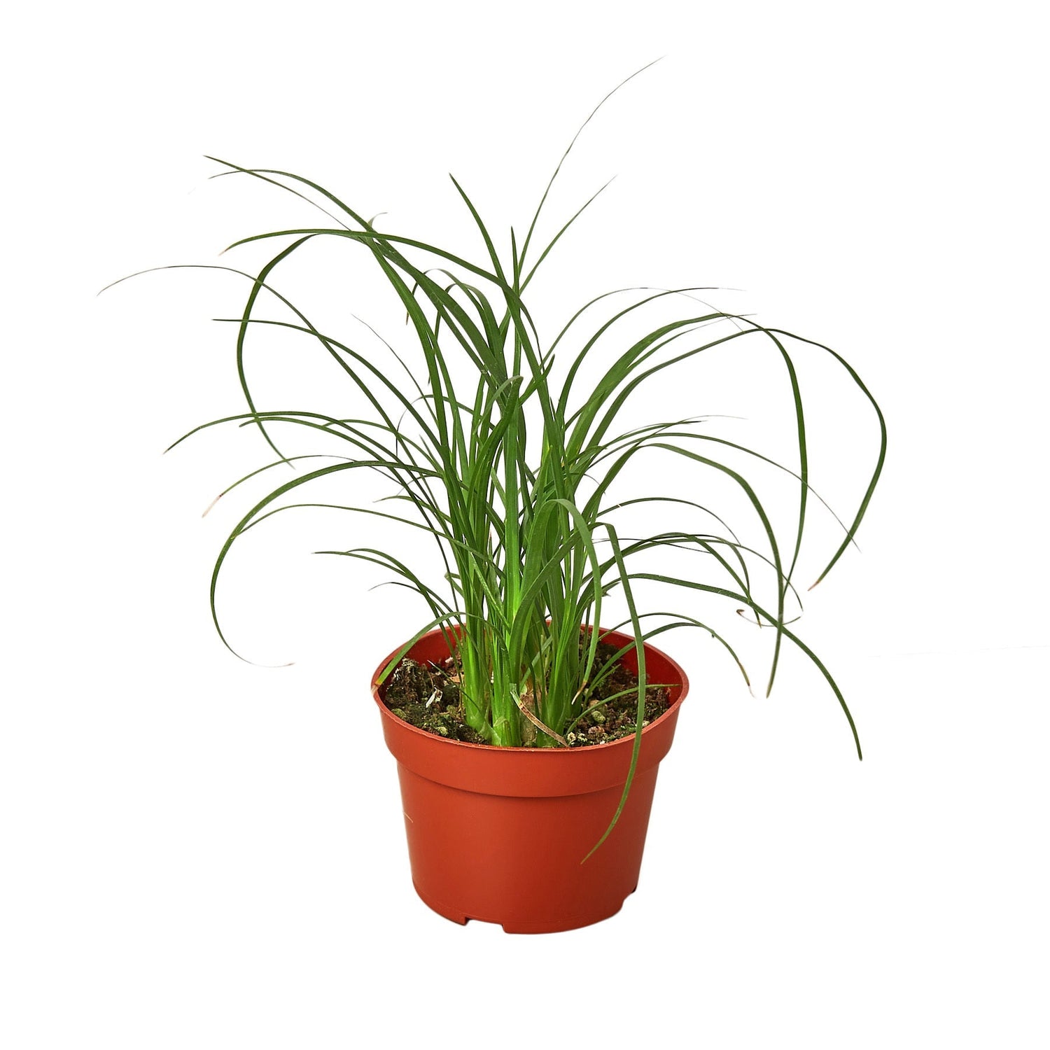 Palm Ponytail - 4&quot; Pot - NURSERY POT ONLY