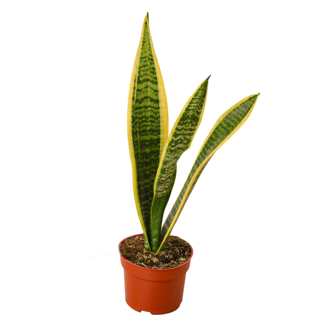 Snake Plant Laurentii - 4&quot; Pot - NURSERY POT ONLY