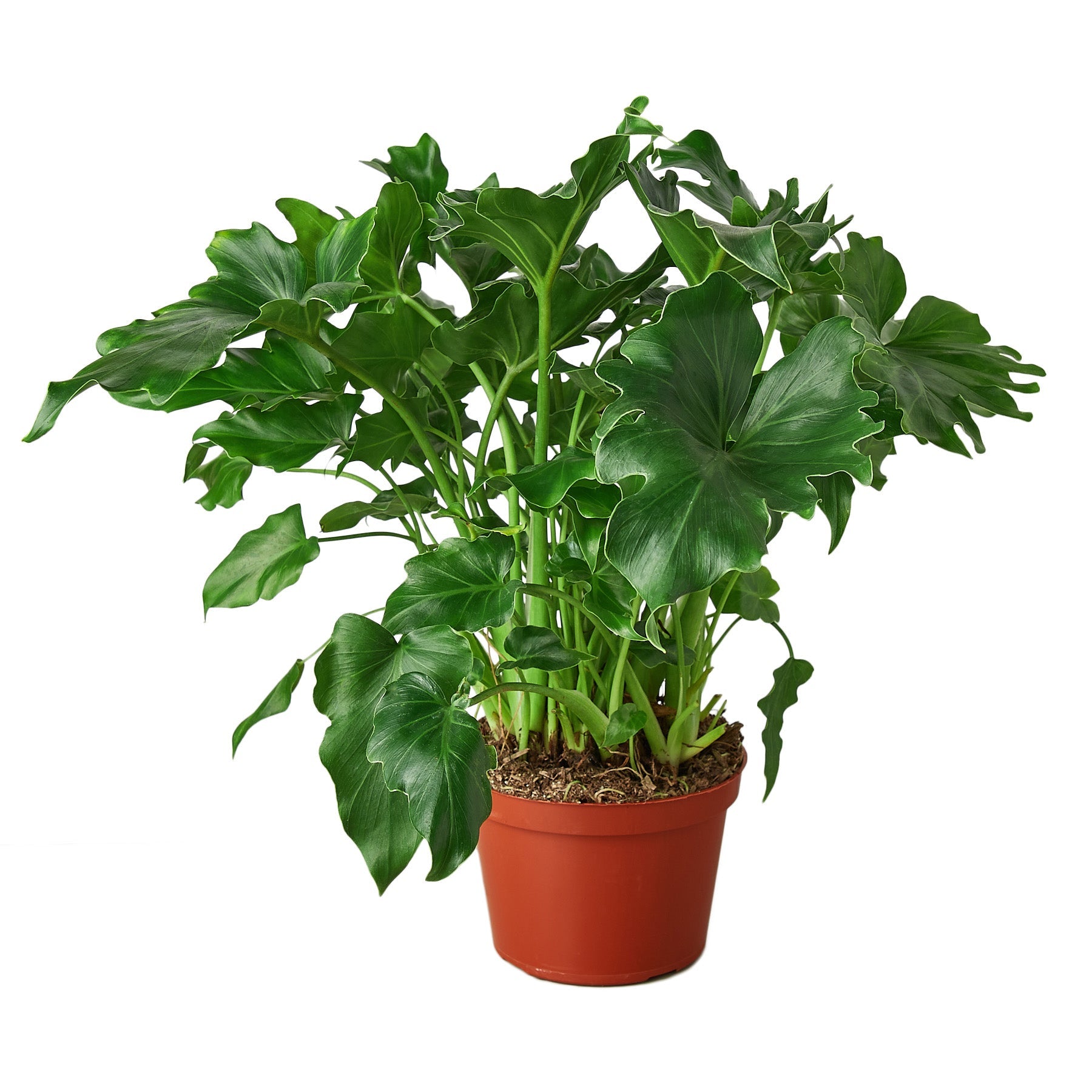 Philodendron ‘Little Hope&