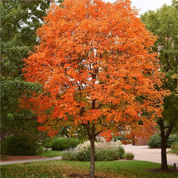 Sugar Maple Tree