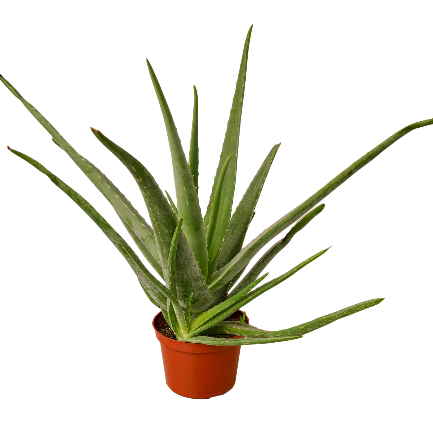 Aloe Vera - 6&quot; Pot - NURSERY POT ONLY