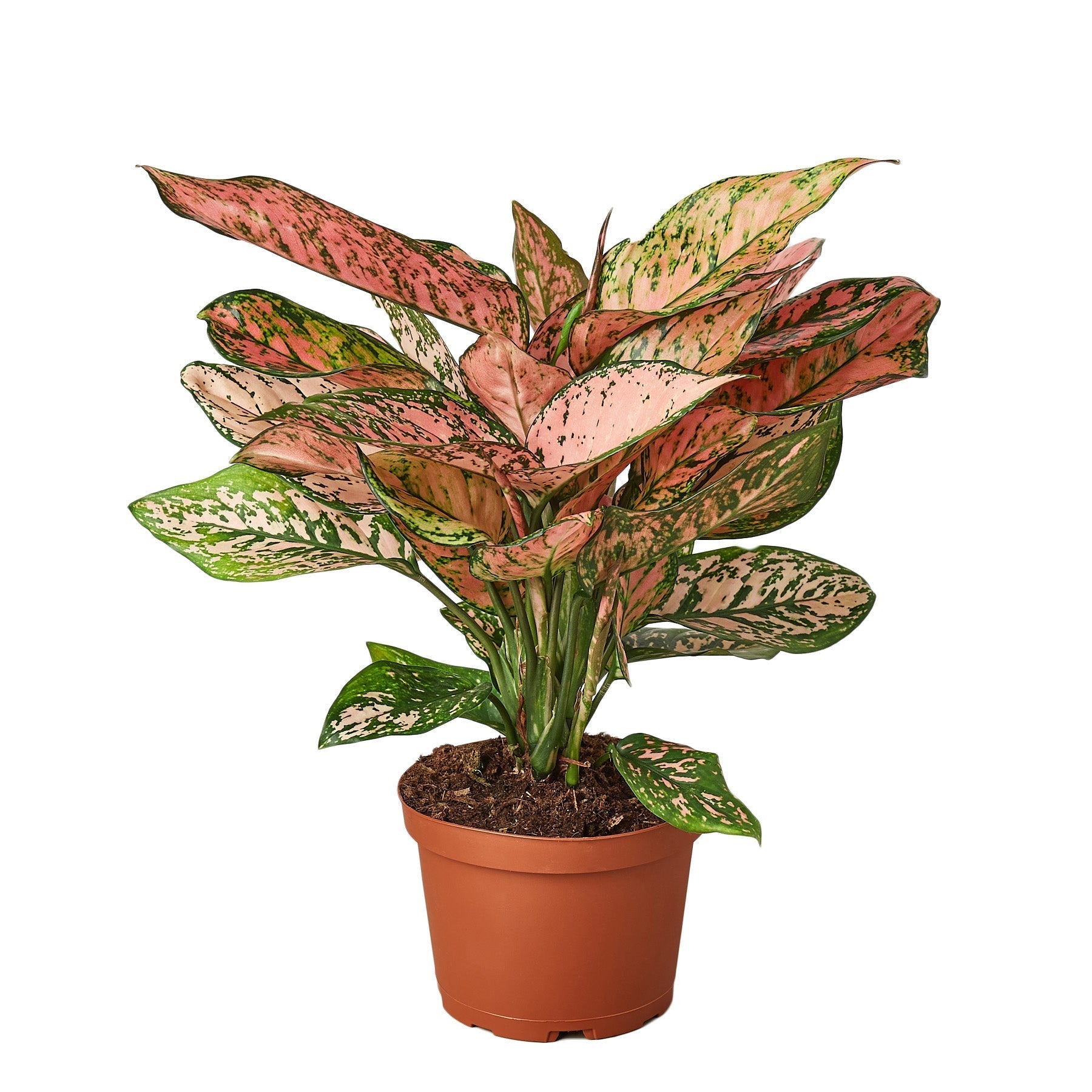 Chinese Evergreen &