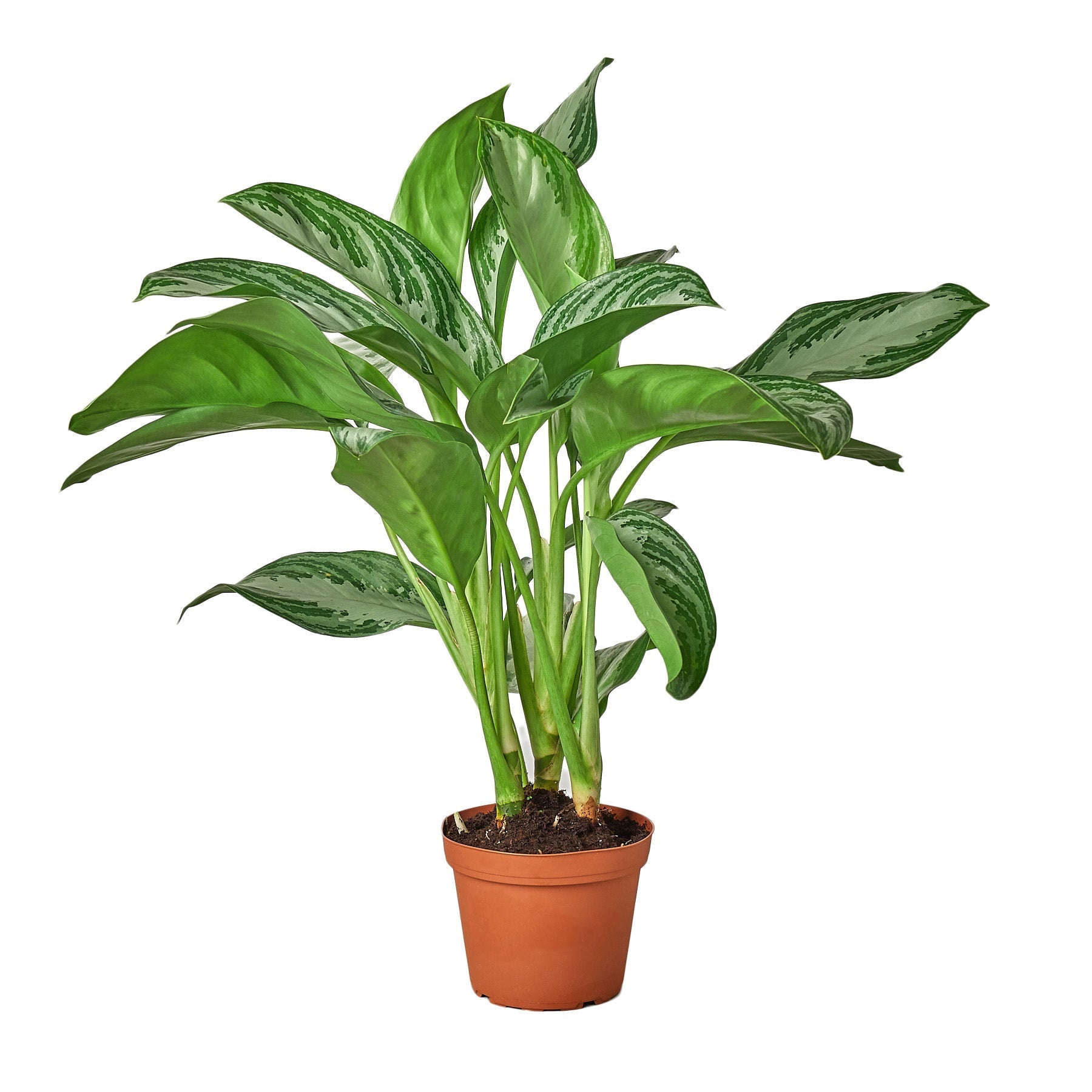 Chinese Evergreen &