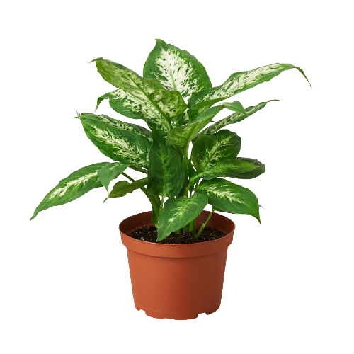 Dieffenbachia &