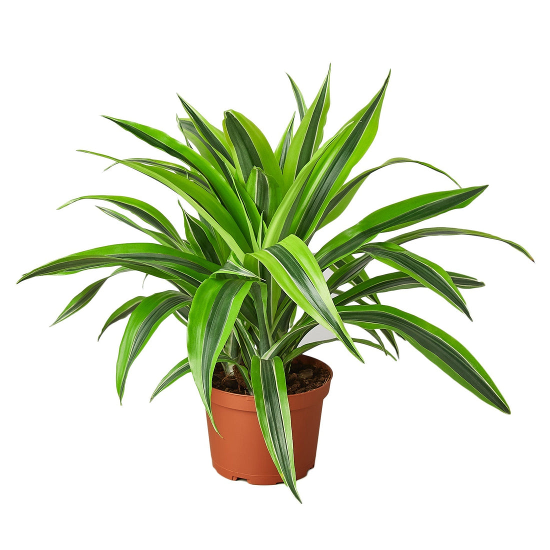 Dracaena Deremensis &