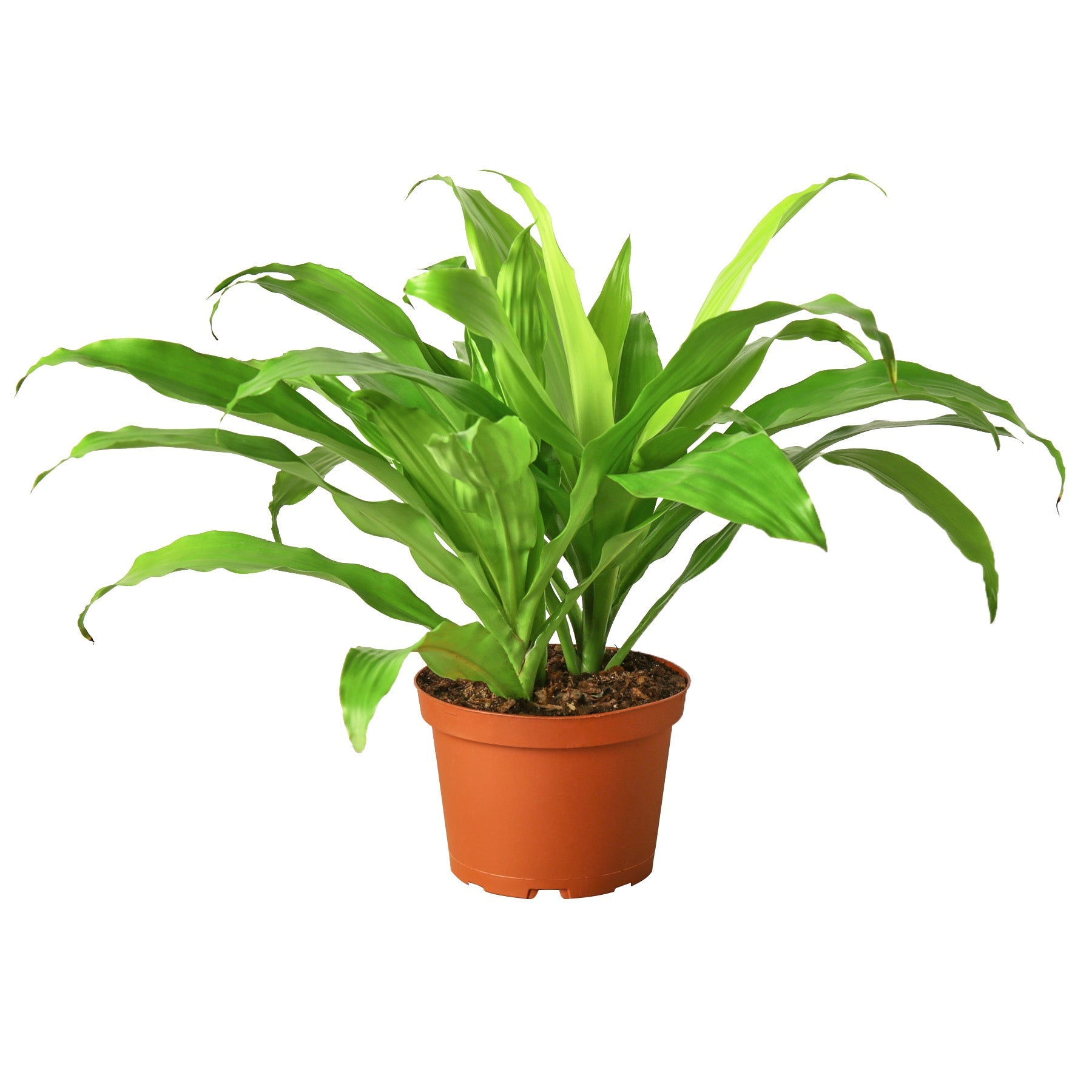 Dracaena &