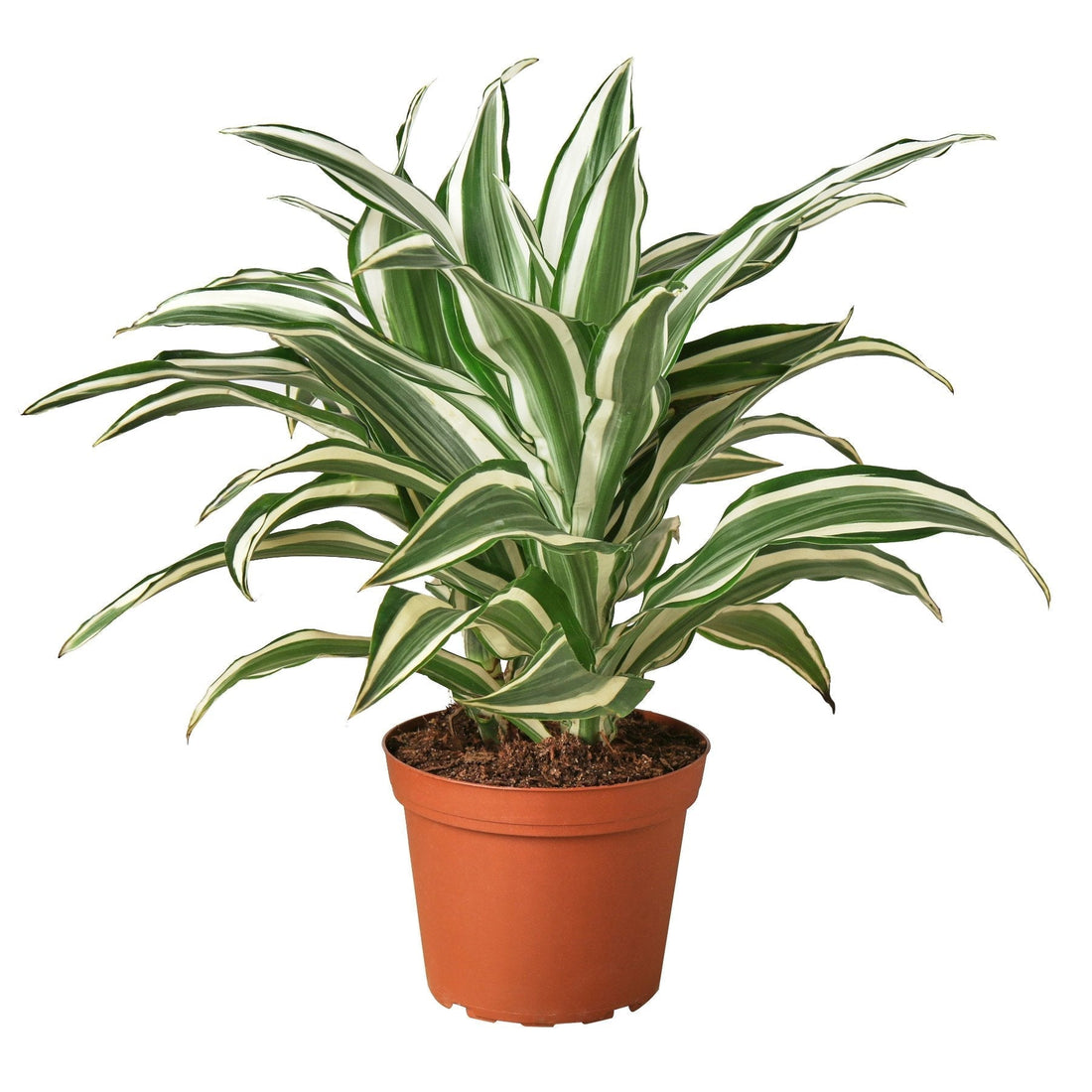 Dracaena &