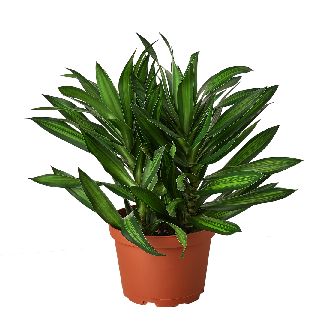 Dracaena &