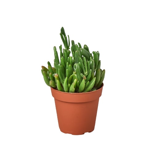 Crassula Ovata &