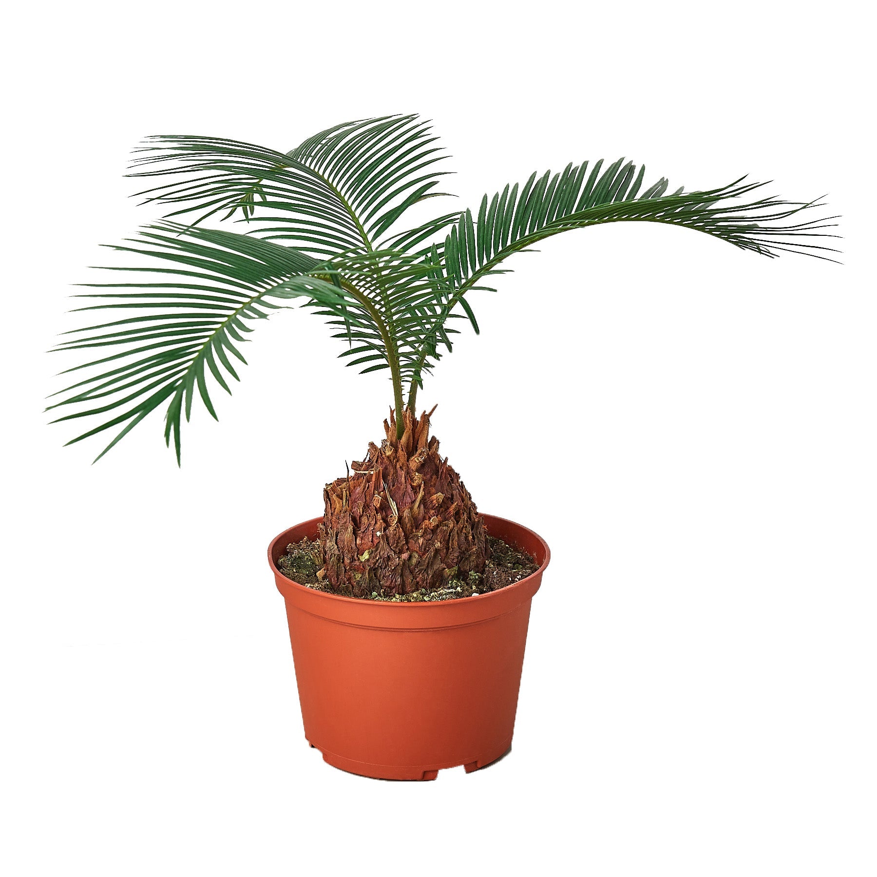 Sago Palm - In 6&quot; Pot