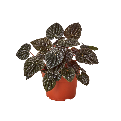 Peperomia &