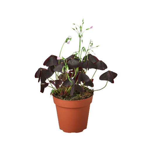 Oxalis Triangularis &