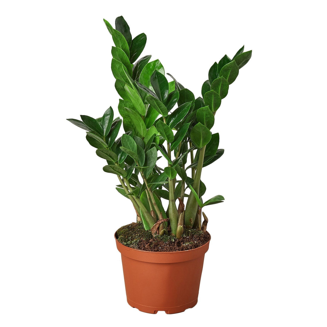 Zamioculcas Zamiifolia ZZ - 6&quot; Pot -  NURSERY POT ONLY