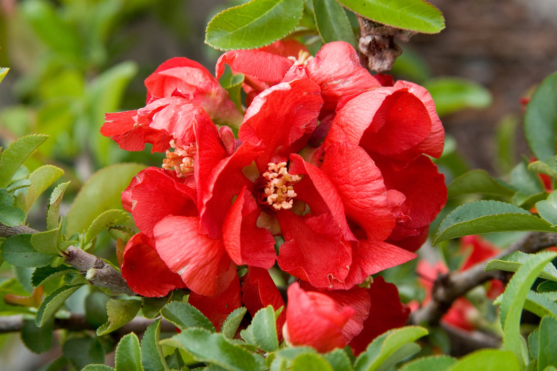 Texas Scarlet Flowering Quince - Chaenomeles Japonica &