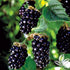 Ponca Thornless Blackberry