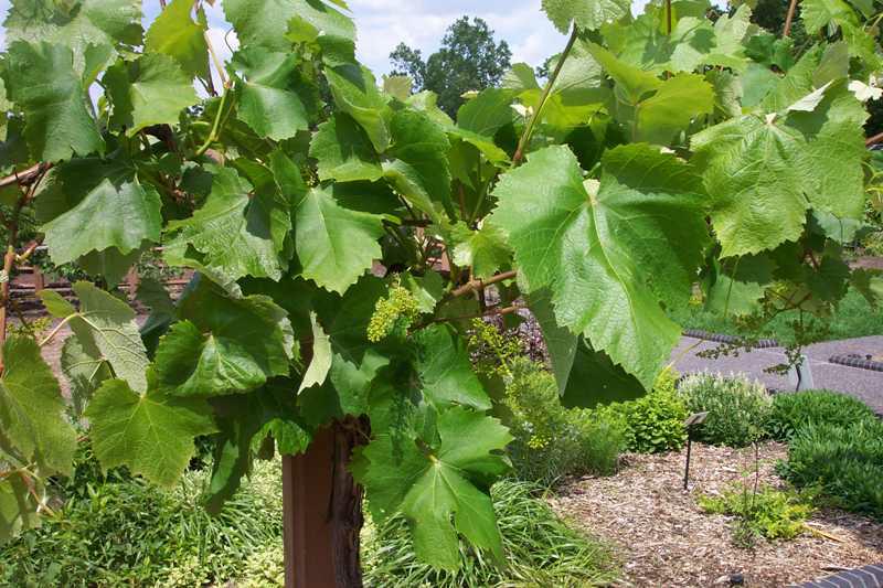 Marquis Seedless Grapes