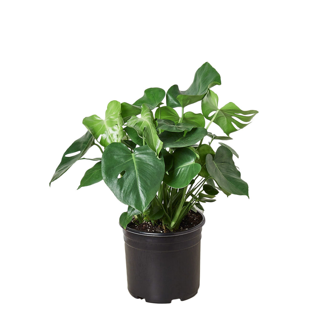 Philodendron ‘Monstera&