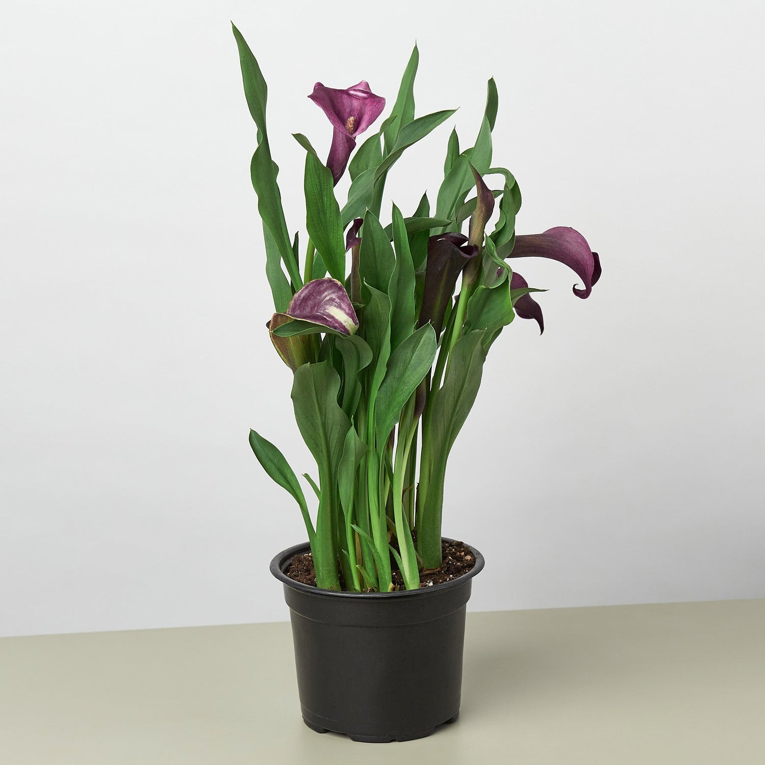 Calla Lily – EZ Growing Plants