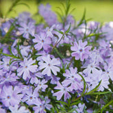 (1 Gallon) Phlox Subulata (Blue), Thrift, Creeping Phlox. Needle-Like Green Foliage, Blooms In Spring with Blue Flowers. Light Foot Traffic.
