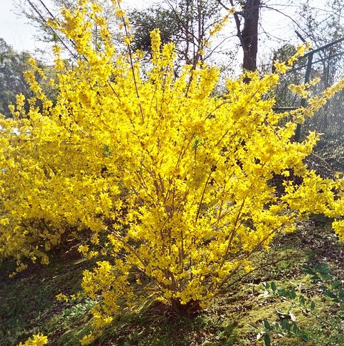 (1 Gallon) Forsythia Evergold (Variegated Forsythia)