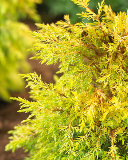 (1 Gallon) All Gold Juniper is a Groundcover That Forms a Mat of Soft Golden Foliage.
