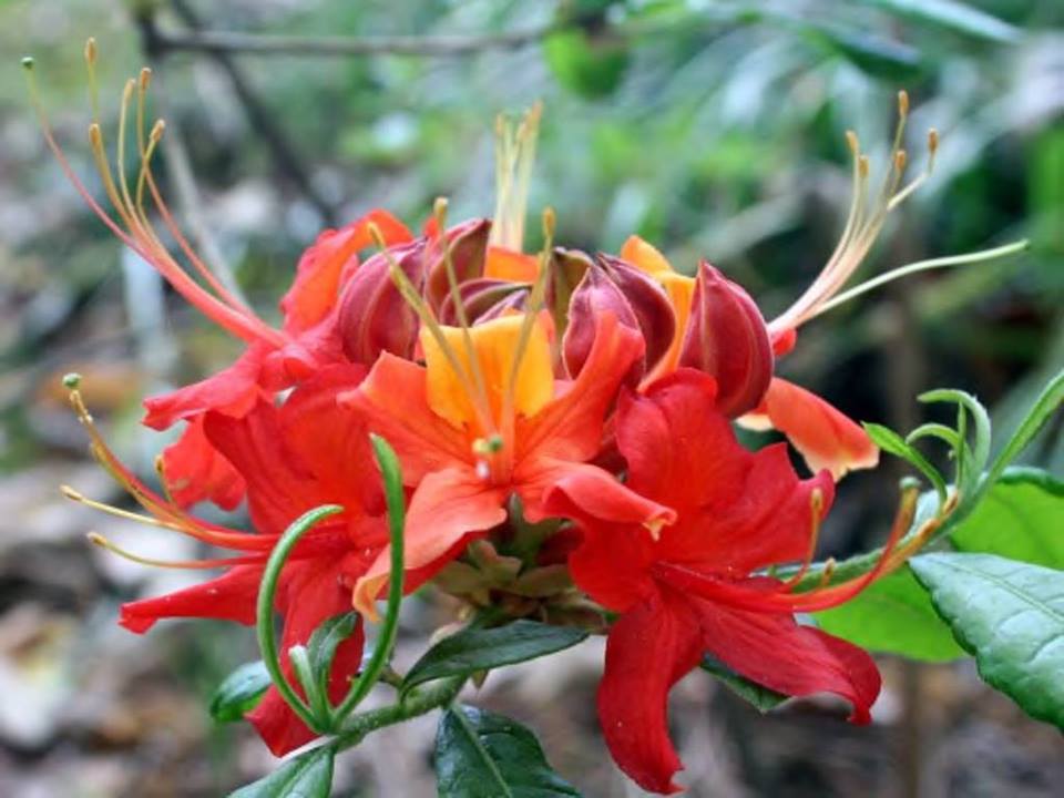 (1 Gallon) Pack of 4 Plants of Native Rhododendrons, Mix and Match Any 4 Rhoadies(Email Your Choice)