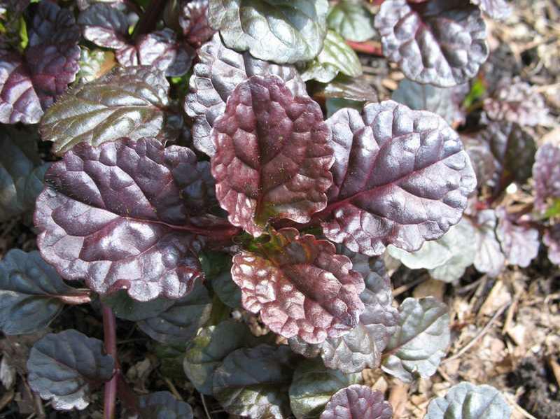 Ajuga Reptans &