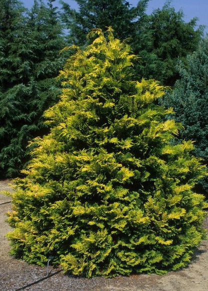 Crippsii Cypress is An Evergreen with Broad, Upright Pyramidal; Spreading Branches; Loose and Open.