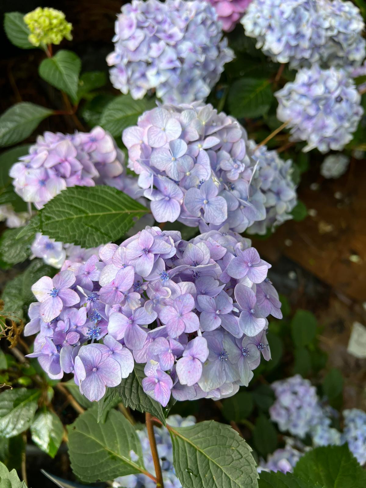 Bloomstruck Endless Summer Hydrangea- Big, Beautiful Blooms,3-4&quot;,From Late Spring To Fall
