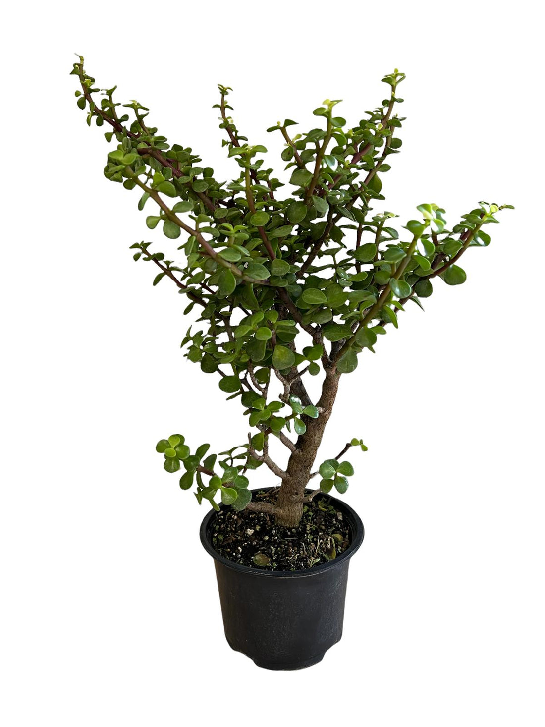 Jade Bonsai (Live Plant), Indoor/Outdoor Plant
