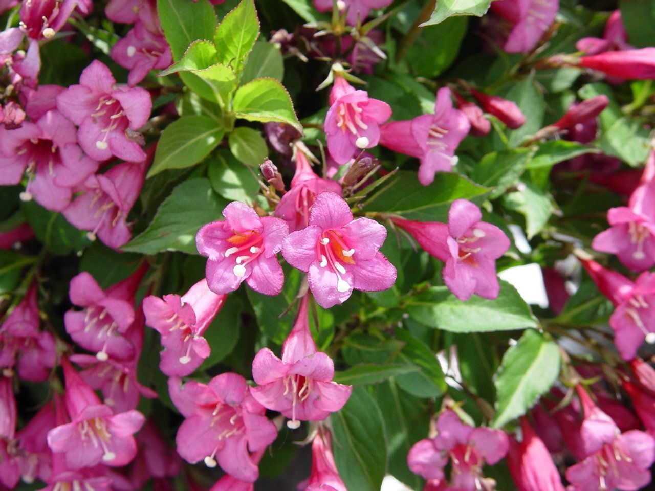 (1 Gallon) &quot;Tango&quot; Weigela Florida, Attractive, Greenish, Purple Foliage, Long Blooming, Red, Funnel-Shape Flowers with Yellow Throats